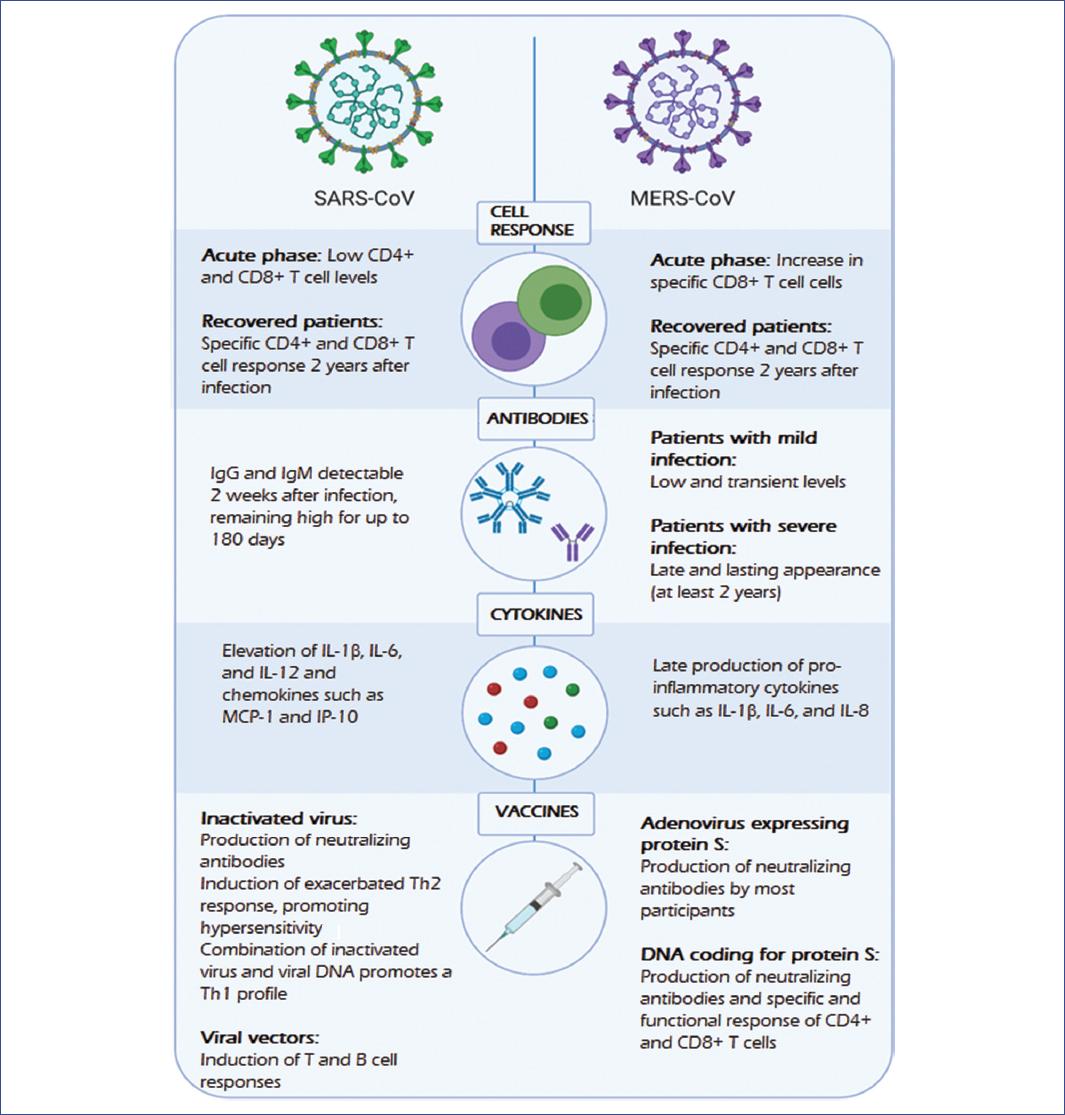 SARS-CoV-2: previous coronaviruses, immune response, and development of ...