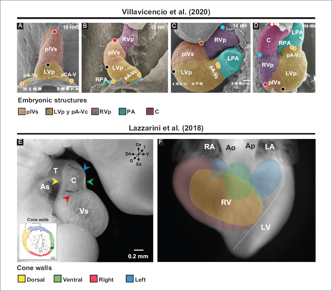 Embryology Heart Development Timeline