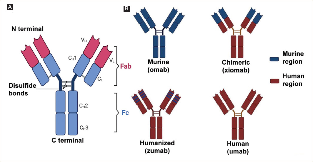 Use of monoclonal antibodies in cancer immunotherapy: types and ...