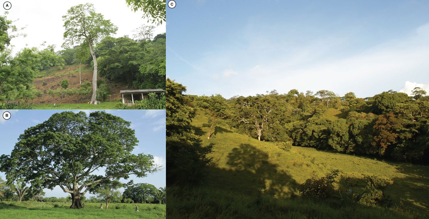 Sector Rural Mexico The challenge of participatory restoration in rural areas