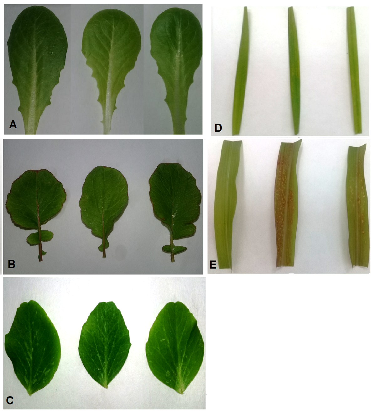 Selectivity of the bioherbicidal potential of Artemisia arborescens L ...