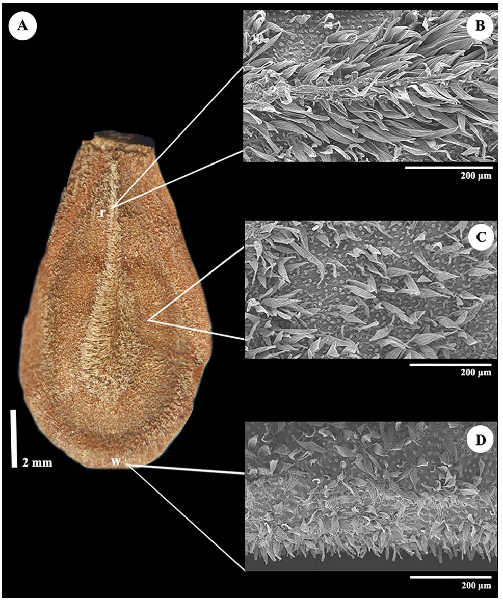 Fruit and seed morphometry and seed structure of the potentially ...