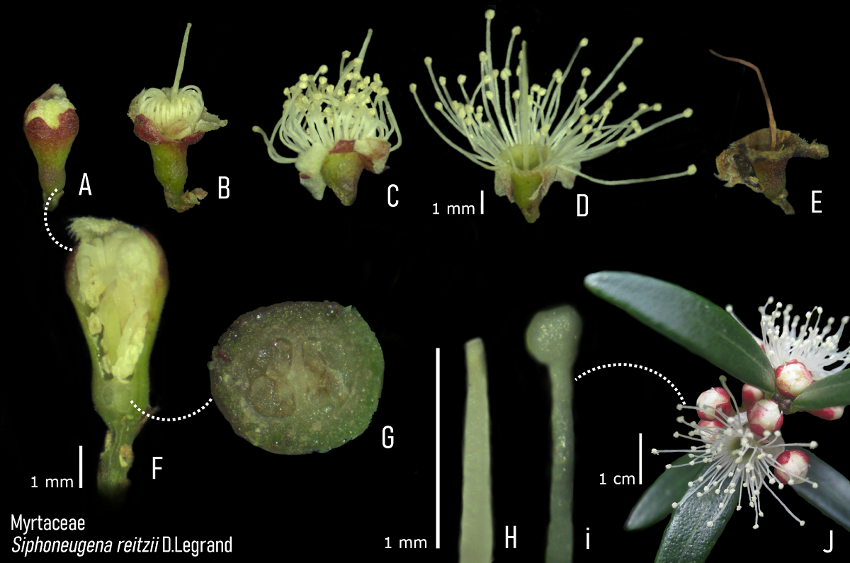 Aspects of the reproductive biology of sympatric Myrtaceae: Myrceugenia ...