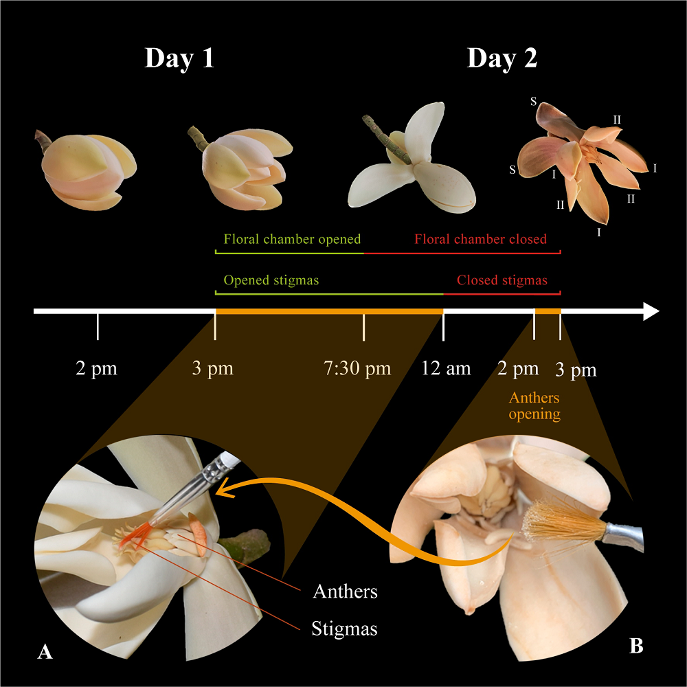 Reproductive biology and propagation of Magnolia caricifragrans (Lozano ...