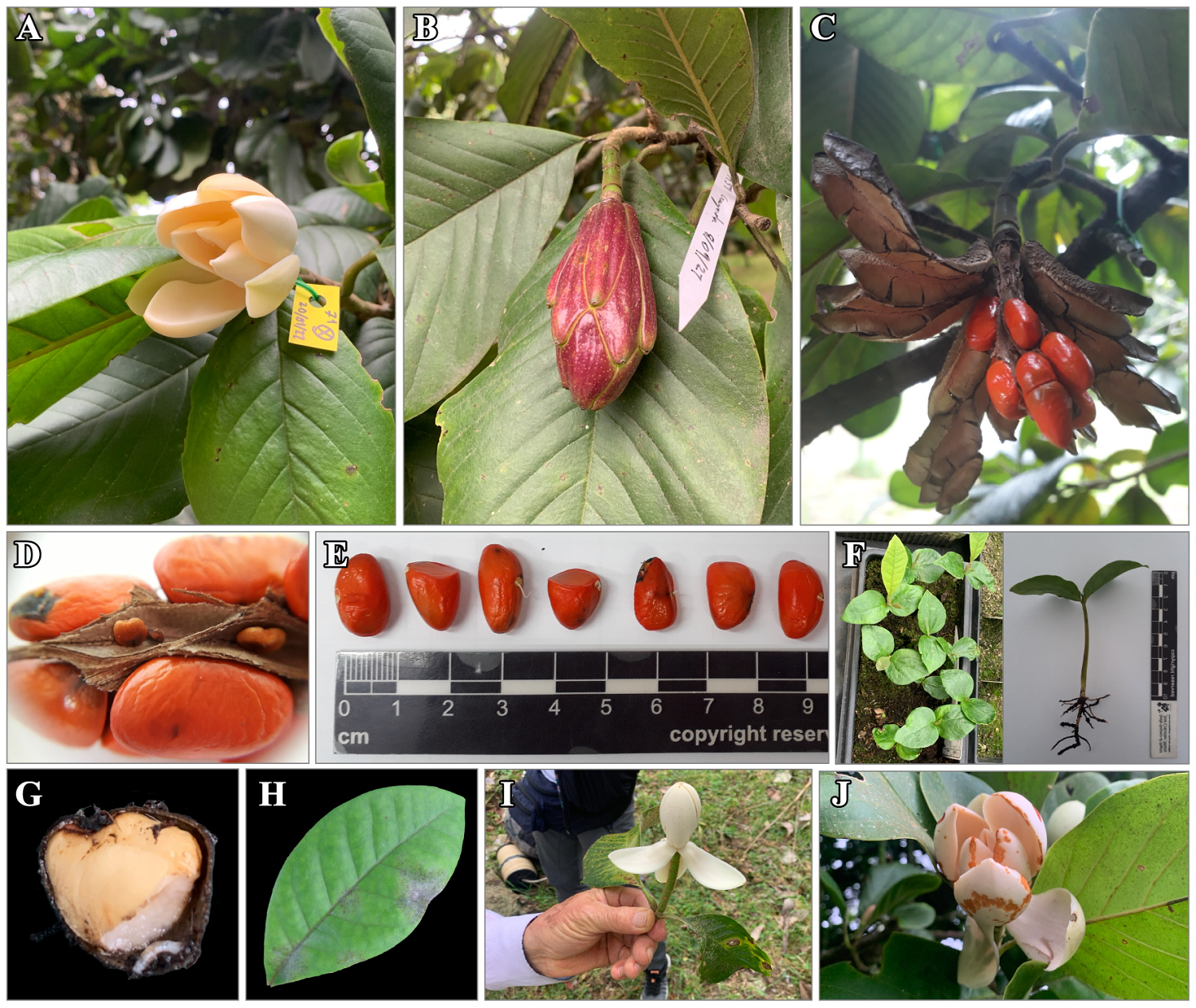Reproductive biology and propagation of Magnolia caricifragrans (Lozano ...