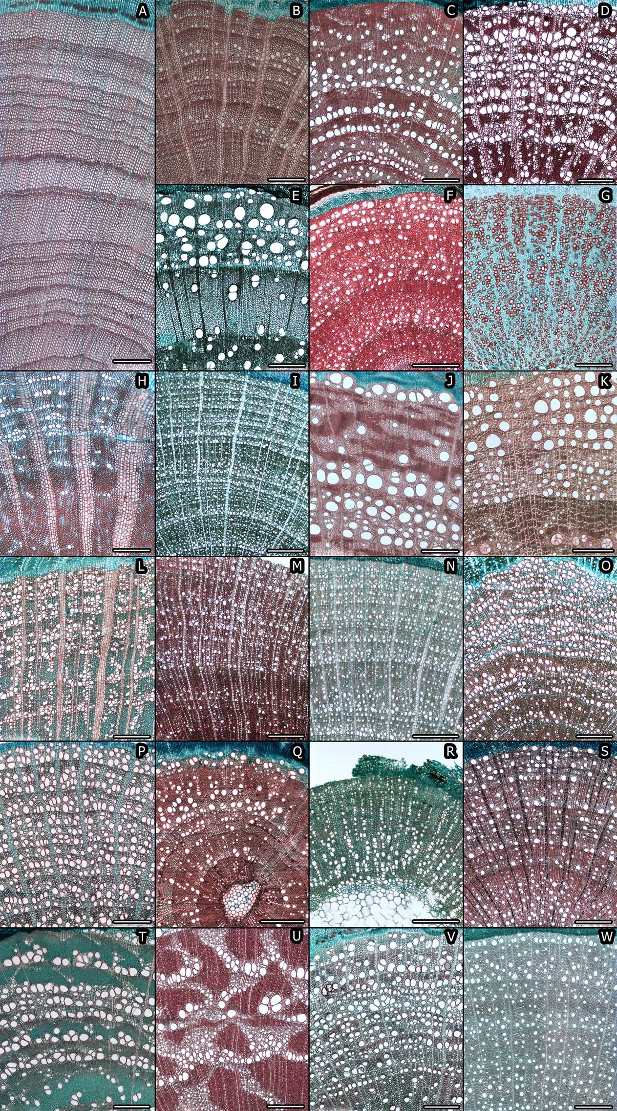 Anatomía de la madera de 32 especies de un matorral en la Sierra de ...