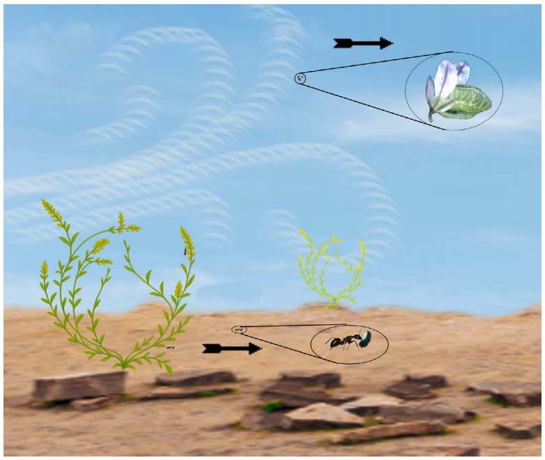 Taxonomic Notes and New Combinations in North American Senega ...