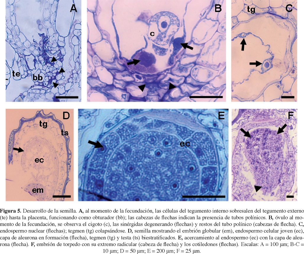 Morfología floral y embriología de Begonia gracilis (Begoniaceae): su  relevancia en la monoecia