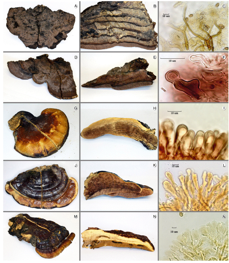 Ganoderma Color Diversidad y distribución de Ganoderma (Polyporales: Ganodermataceae ...