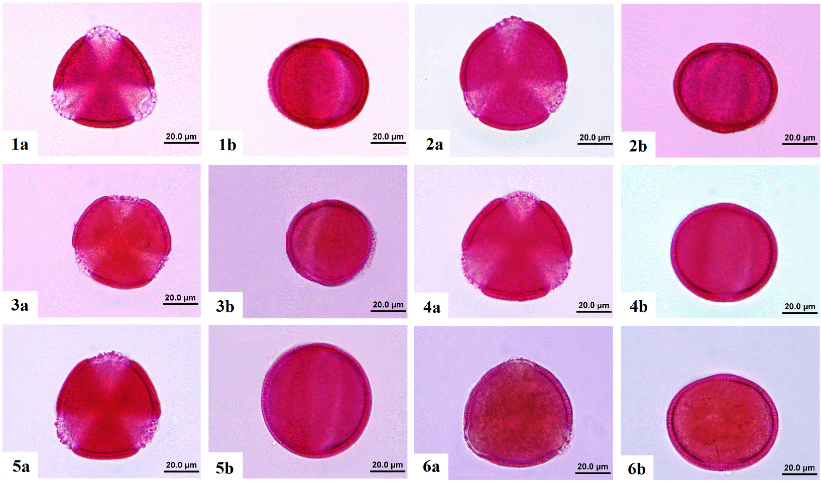 Palynological Studies of the Genus Convolvulus L. (Convolvulaceae) from ...