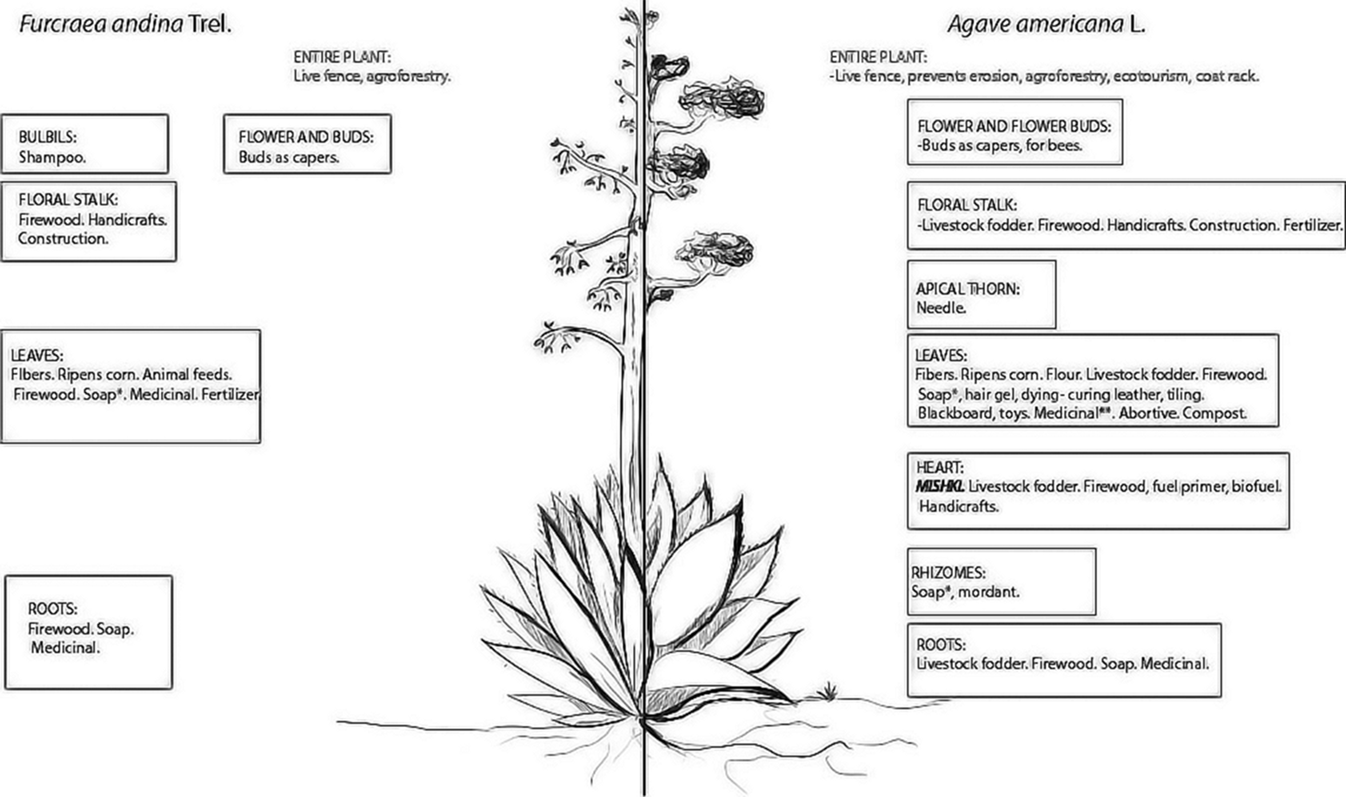 Agave americana and Furcraea andina: Key Species to Andean Cultures in ...
