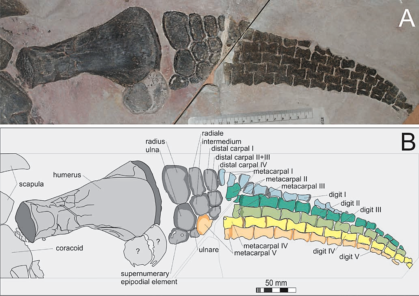 A new polycotylid plesiosaur with extensive soft tissue