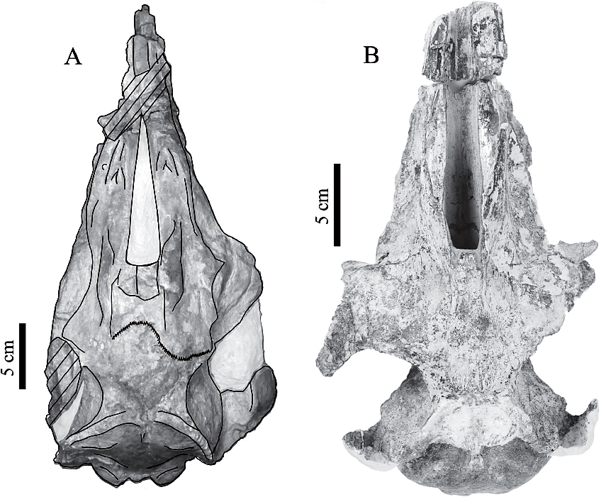 Microcetus Oligocene cetaceans from Baja California Sur, Mexico