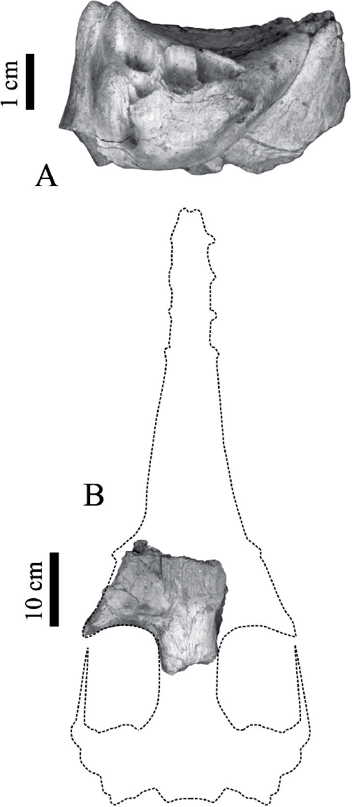 Microcetus Oligocene cetaceans from Baja California Sur, Mexico