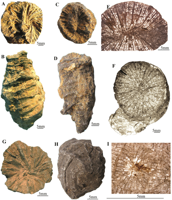 Late Triassic scleractinian corals from Nayband Formation, southwest ...