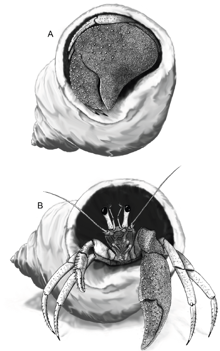 New Hermit Crabs Paguroidea Anomura From The Eocene Of Huesca Spain new-hermit-crabs-paguroidea-anomura-from-the-eocene-of-huesca-spain