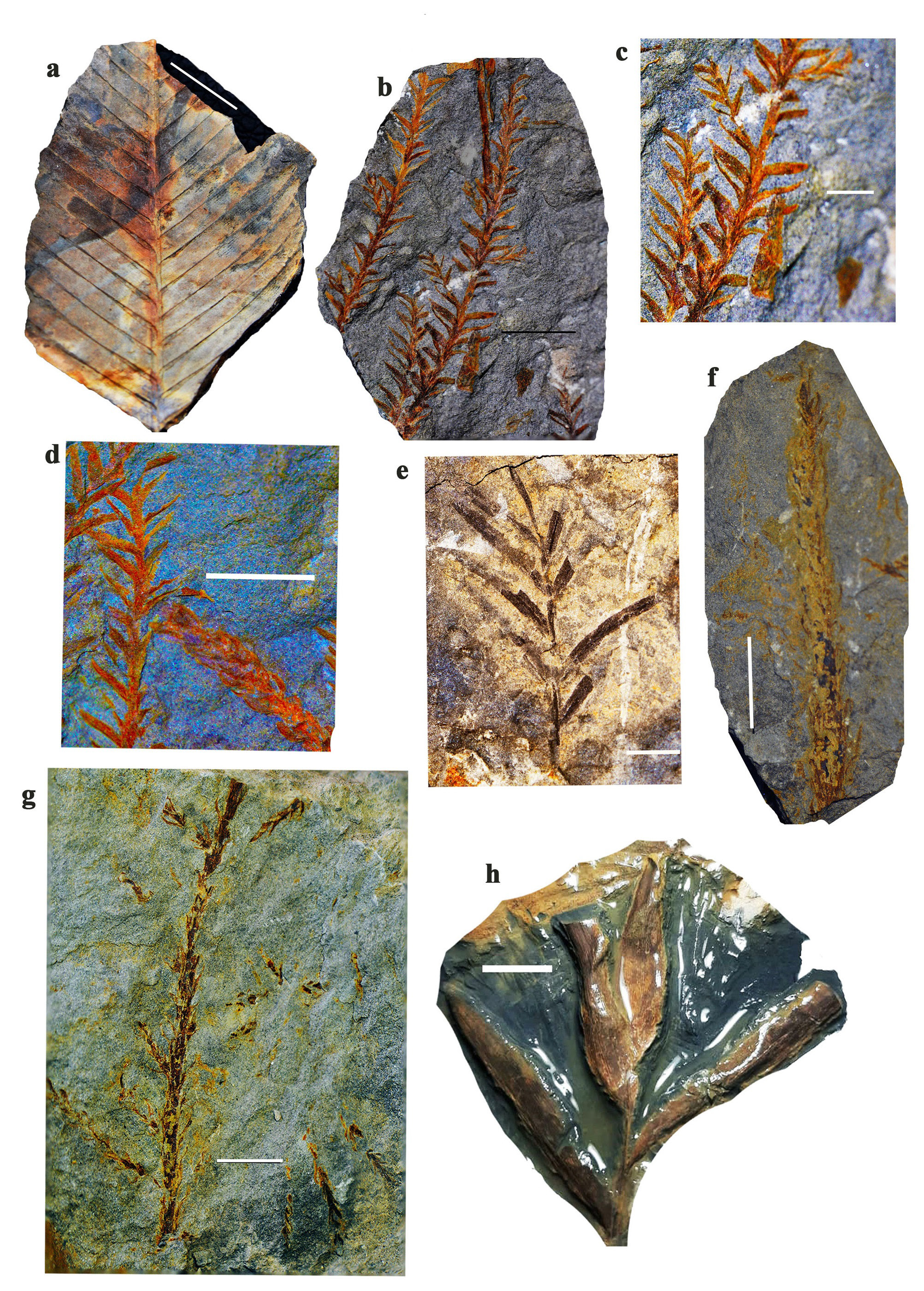 Elatides The Hettangian-Bajocian flora of the Shemshak Group, Kerman, Iran