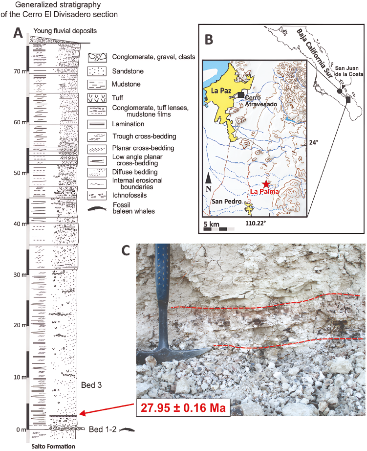 
						Study site. A. Stratigraphie column from the Cerro El Divisadero at
							La Palma locality (After Schwennicke
									et al., 1996), B. Location of La Palma
							locality, southern Baja California Peninsula, Mexico (red star), C.
							Shows the tuff sample used here for U-Pb dating.
					