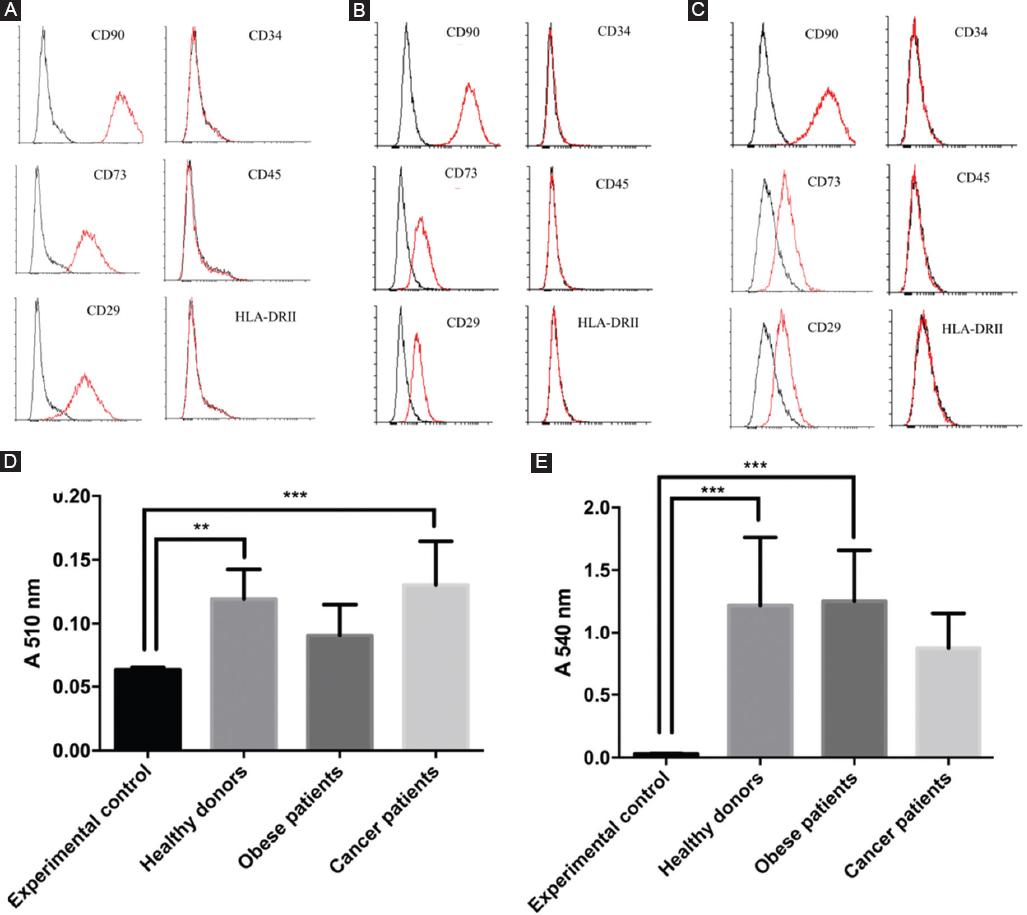 Implication of stem cells from adipose tissue in wound healing in obese ...