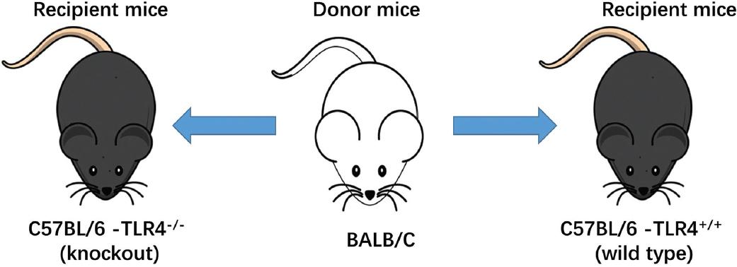 Assessing cell chimerism in an acute graft-versus-host disease model ...