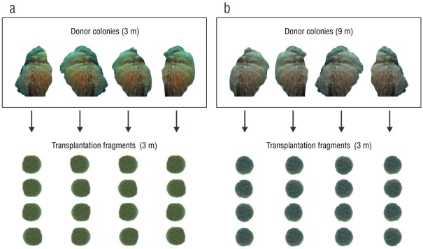 
							Experimental design. Donor coral fragments were collected at 2
								depths: (a) 3 m (control treatment) and
								(b) 9 m (transplantation treatment). Four fragments
								were obtained from each donor colony, which were transplanted to a
								depth of 3 m.
						
