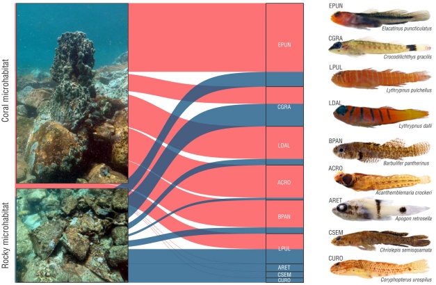 Comparing richness and abundance of cryptobenthic reef fishes in coral ...
