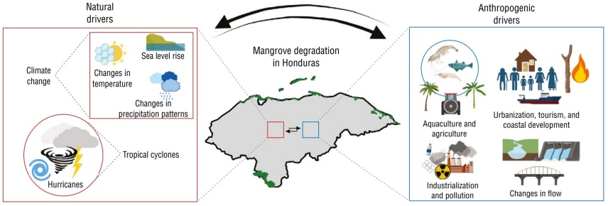 
							Group of identified natural and anthropogenic drivers of mangrove
								deforestation in Honduras.
						