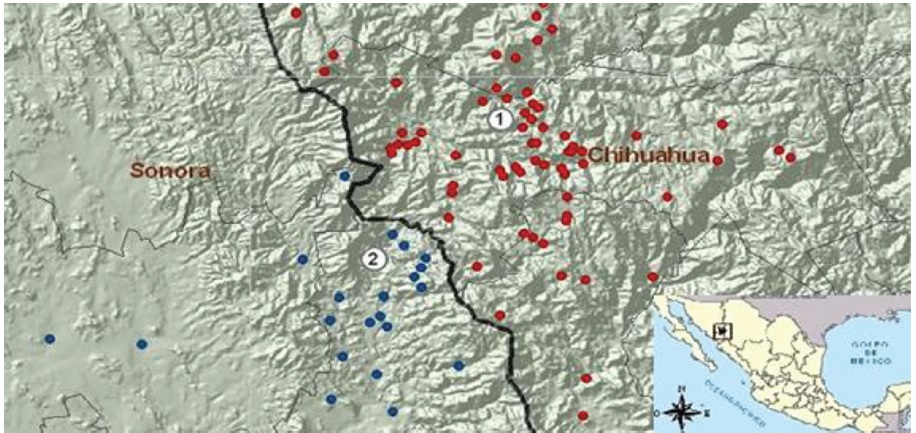 Continuidad referencial en guarijío de Chihuahua