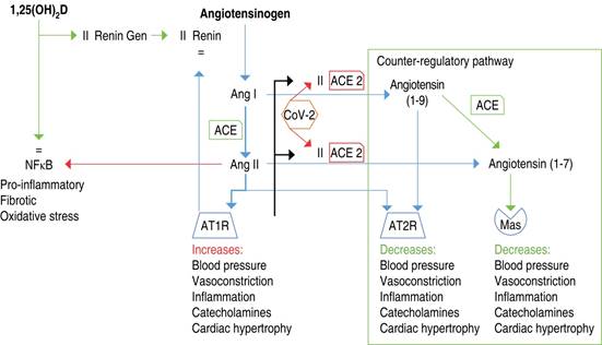 The role of vitamin D and cardiovascular risk in COVID-19 patients