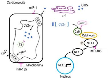 The role of microRNAs in the development of heart failure