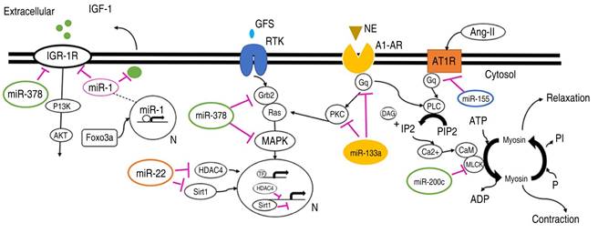 The role of microRNAs in the development of heart failure