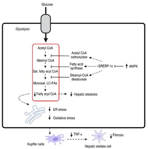 Metformin in the management of non-alcoholic fatty liver disease ...
