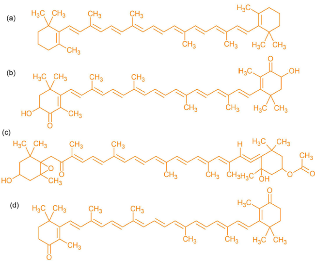 Capacidad antioxidante y mecanismo de acción de pigmentos en organismos marinos