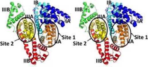 Computational Modeling of the Interactions of Drugs with Human Serum ...