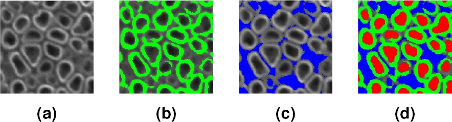 Review of Image Analysis for the Characterization of Vertically Aligned ...