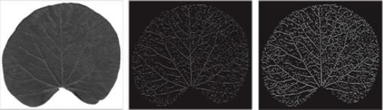 Leaf Identification Based on Shape, Color, Texture and Vines Using ...
