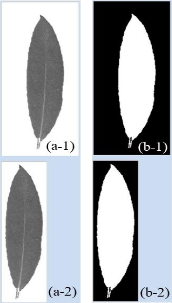Leaf Identification Based on Shape, Color, Texture and Vines Using ...