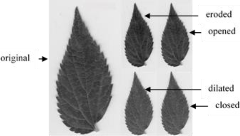 Leaf Identification Based on Shape, Color, Texture and Vines Using ...