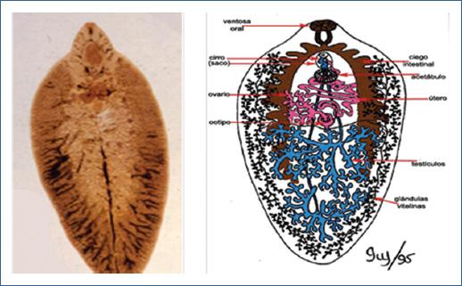 Fasciola Hepatica Redia Partes