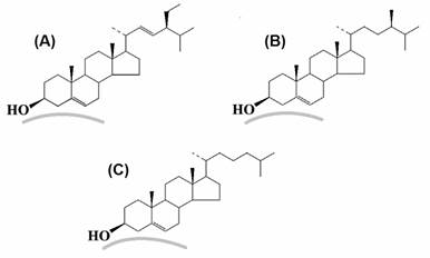 Cuantificación química de lípidos en cultivos semihidropónicos de ...