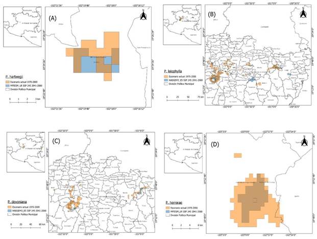 
							Hábitat climático actual y futuro de P. hartwegii (A), P. leiophylla (B), P. devoniana (C) y P. herrerae (D) en Michoacán.
						