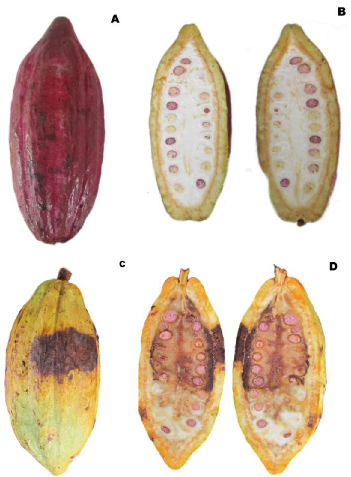 CAERI 4, nueva variedad de cacao para las áreas cacaoteras de México