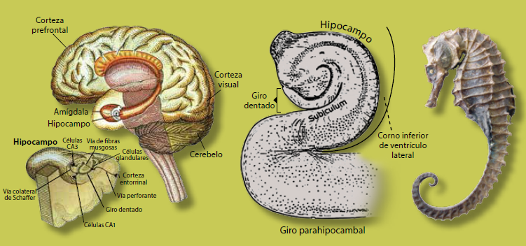 Anatomía De La Formación Del Hipocampo