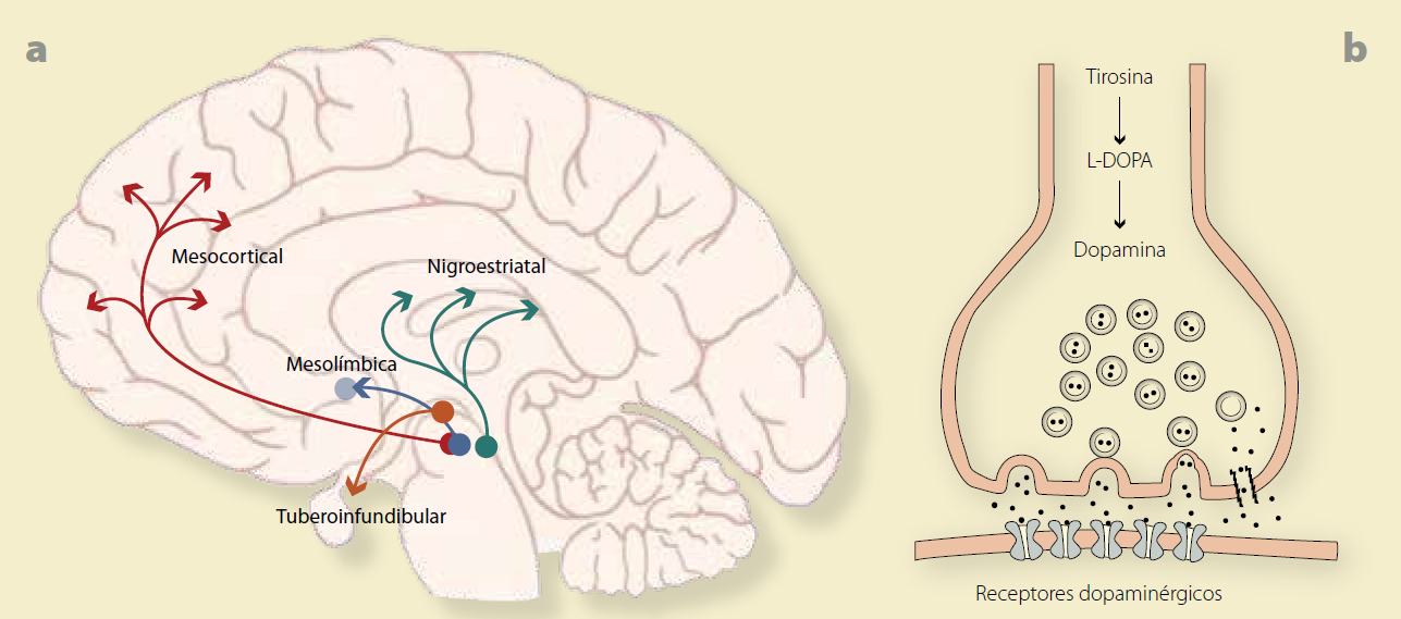 Sistema dopaminérgico / Revista de la Facultad de Medicina de México