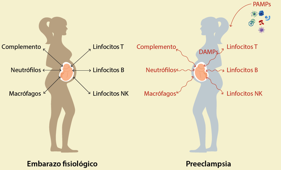 Shots Inmunologicos Aspectos inmunológicos en preeclampsia