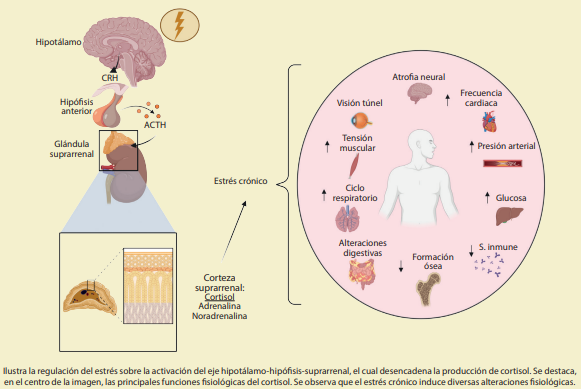 
							Fisiología del estrés
						