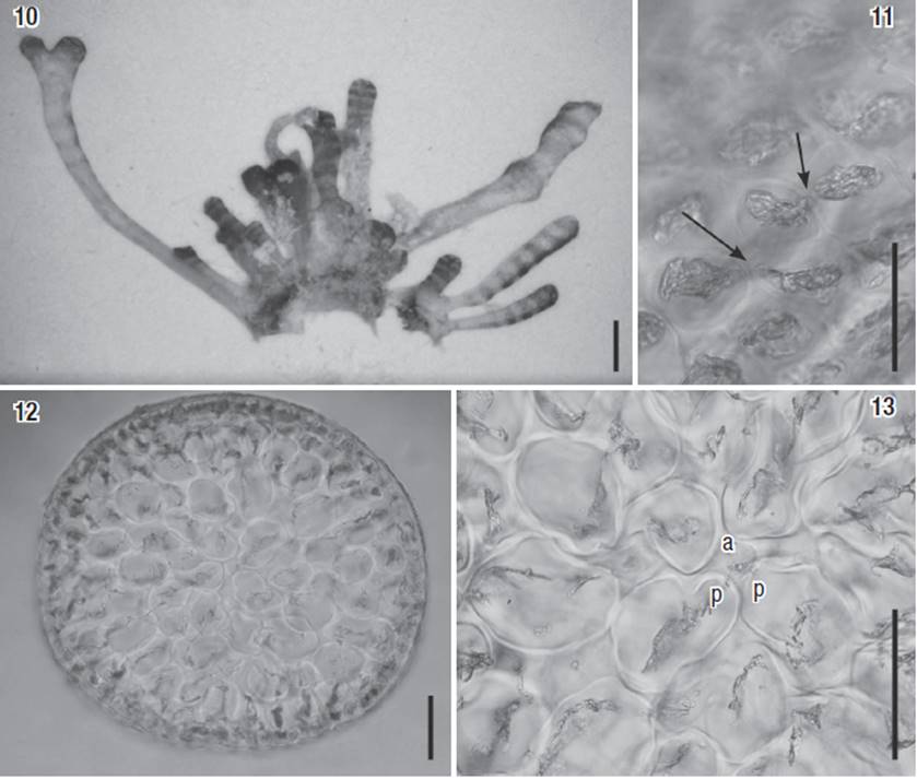 Morphological And Molecular Evidence For Osmundea Coelenterata Comb Morphological And Molecular Evidence For Osmundea Coelenterata Comb