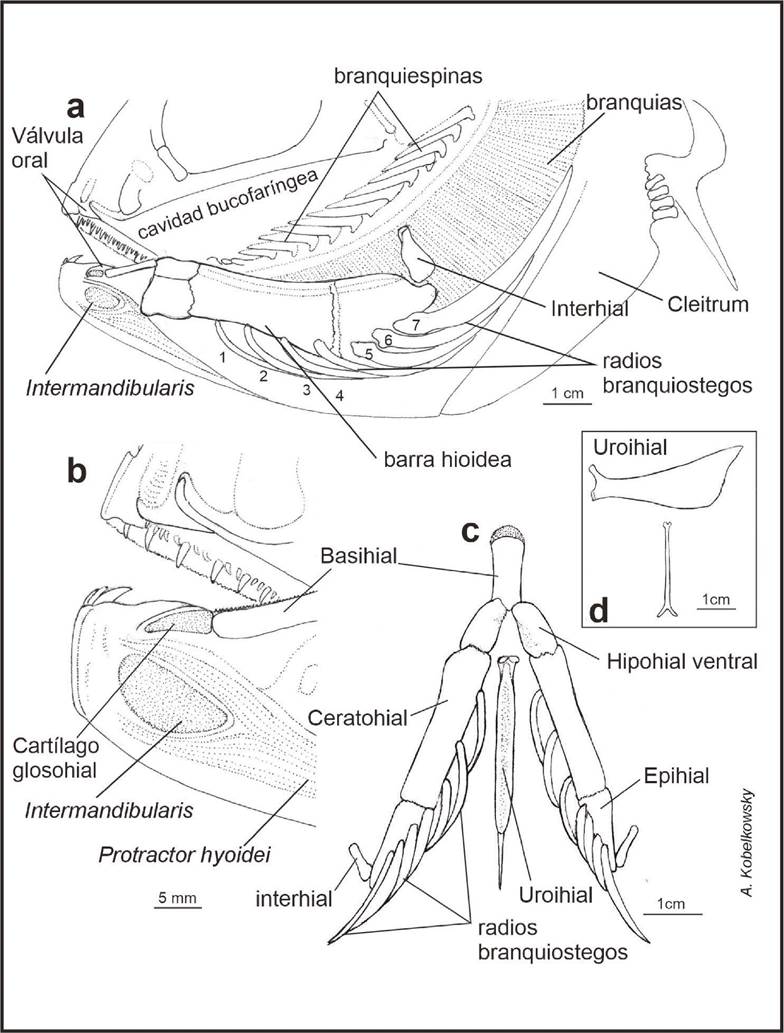 Subopercular Anatomía de la cavidad bucofaríngea del “jurel” Caranx hippos (Linnaeus ...