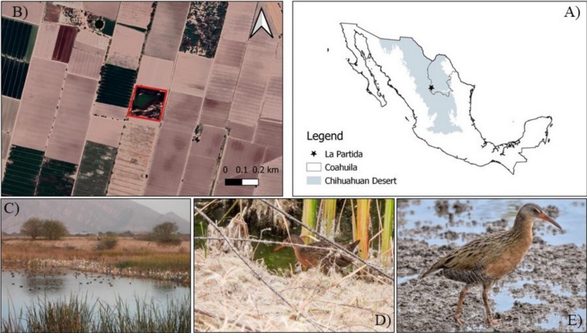 First record of the Aztec Rail (Rallus tenuirostris) in Coahuila, Mexico
