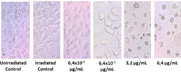 Use in vitro of Gold Nanoparticles Functionalized with Folic Acid as a ...